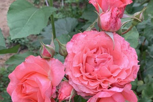 最適合家庭盆栽月季花品種